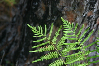 Pteridium caudatum